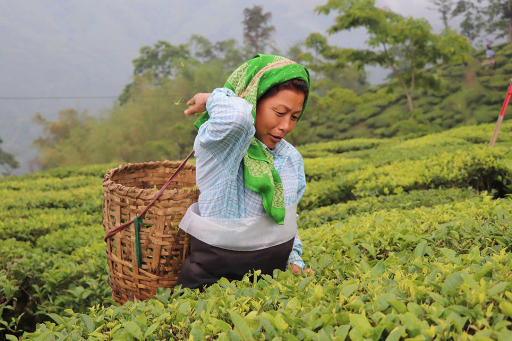 Exploring the Majestic Charms of Darjeeling: A Himalayan Gem Discovering Darjeeling's Majestic Charms: A Himalayan Gem